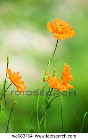 Picture - A Group of Orange Poppies. Papaver ruprifragum? Tangerine Parfait?.. Fotosearch