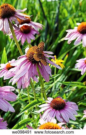 A group of Purple Coneflowers and a black and orange butterfly View Large Photo Image Stock Image - A group of Purple Coneflowers and a black and orange butterfly. Fotosearch