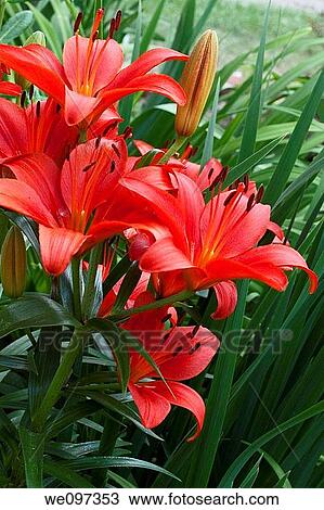 Stock Image - A group of red Asiatic Lilies in bloom. Fotosearch