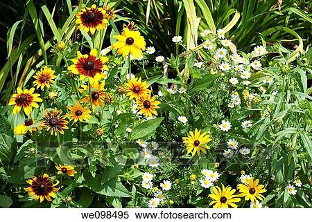 A group of Rudbekia Hirta and German Chamomile in a garden View Large Photo Image Stock Photography - A group of Rudbekia Hirta and German Chamomile in a garden. Fotosearch