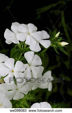 A group of white annual Phlox View Large Photo Image Stock Image - A group of white annual Phlox. Fotosearch