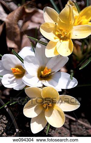 Picture - A group of yellow and white snow crocus. Fotosearch