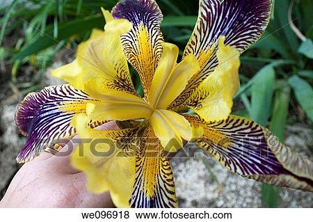 A hand holding a strange five petalled iris View Large Photo Image Stock Photo - A hand holding a strange five petalled iris. Fotosearch