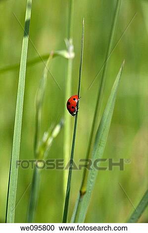 a ladybug on a blade of grass View Large Photo Image Stock Image - a ladybug on a blade of grass. Fotosearch