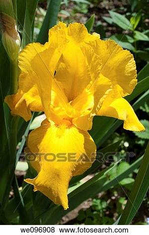 A large yellow iris View Large Photo Image Stock Photo - A large yellow iris. Fotosearch