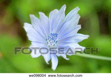 A light blue Chicory flower View Large Photo Image Picture - A light blue Chicory flower. Fotosearch
