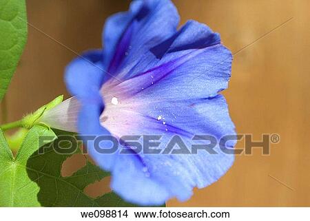 A light blue Morning Glory View Large Photo Image Picture - A light blue Morning Glory. Fotosearch