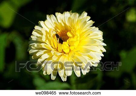 A light yellow many petalled Calendula with a napping bee View Large Photo Image Stock Photography - A light yellow many petalled Calendula with a napping bee. Fotosearch