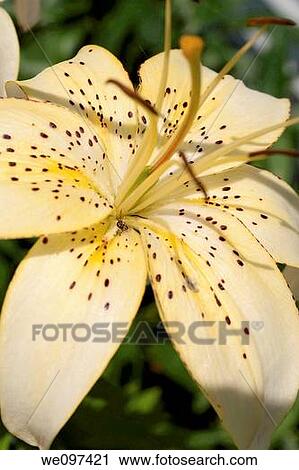 Stock Image - A light yellow spotted asiatic lily. Fotosearch