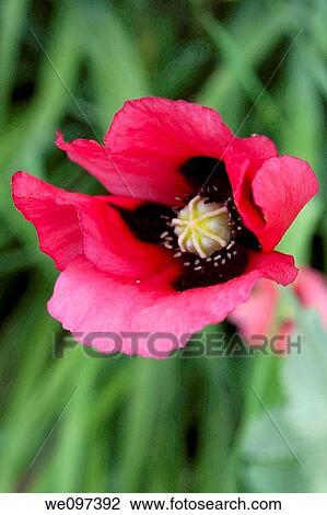 A look inside a bright pink poppy with a black center View Large Photo Image Stock Image - A look inside a bright pink poppy with a black center. Fotosearch