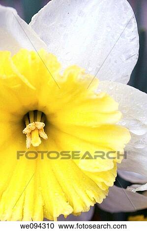A macro of a single white daffodil with a flared yellow trumpet covered in droplets View Large Photo Image Stock Image - A macro of a single white daffodil with a flared yellow trumpet covered in droplets. Fotosearch
