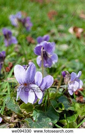 A macro of a wild ohio native the violet View Large Photo Image Stock Image - A macro of a wild ohio native the violet. Fotosearch