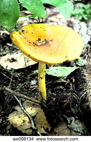 A mushroom on the forst floor with effects View Large Photo Image Picture - A mushroom on the forst floor with effects. Fotosearch