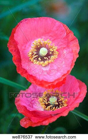 A Pair of Similar Pink Shirley Poppies, Green Background View Large Photo Image Stock Photo - A Pair of Similar Pink Shirley Poppies, Green Background. Fotosearch