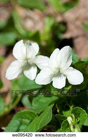 A pair of wild white violas View Large Photo Image Stock Image - A pair of wild white violas. Fotosearch