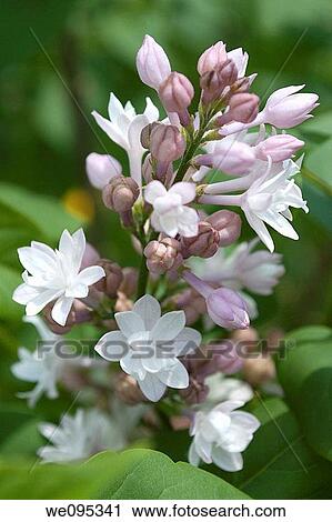 A pannicle of the lilac Beauty of Moscow View Large Photo Image Stock Image - A pannicle of the lilac Beauty of Moscow. Fotosearch