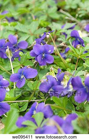 A patch of bright purple violets growing wild in Ohio View Large Photo Image Stock Image - A patch of bright purple violets growing wild in Ohio. Fotosearch