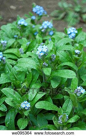 A patch of forget me nots in bloom after a spring rain View Large Photo Image Picture - A patch of forget me nots in bloom after a spring rain. Fotosearch