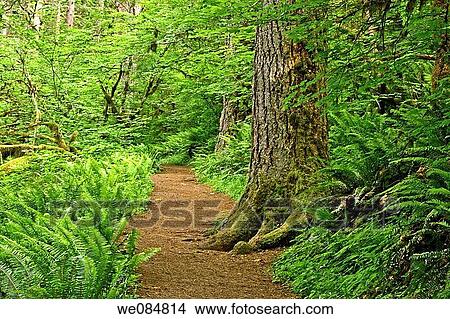 A pathway cuts through lush spring vegetation View Large Photo Image Picture - A pathway cuts through lush spring vegetation. Fotosearch