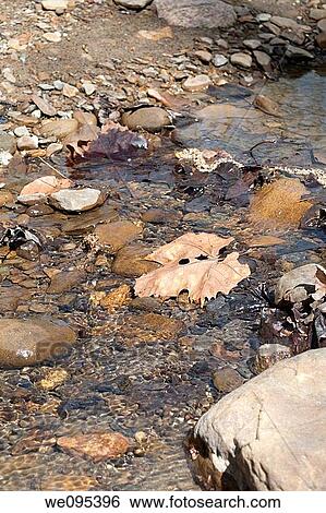 A pebbled stream bed View Large Photo Image Stock Photograph - A pebbled stream bed. Fotosearch