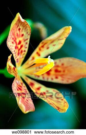 A perennial Blackberry Lily with effects View Large Photo Image Stock Image - A perennial Blackberry Lily with effects. Fotosearch