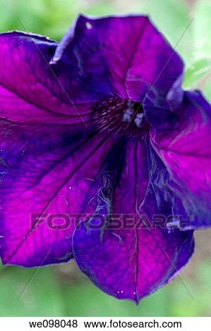 Stock Photo - A Petunia with purple and blue highlights. Fotosearch