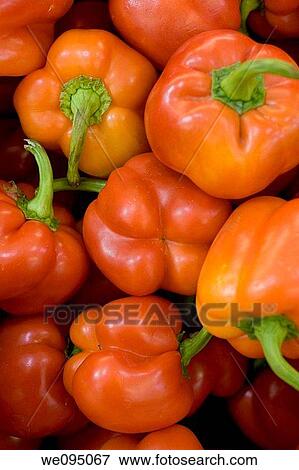 A pile of fresh, ripe red Bell pepper Capsicum annuum View Large Photo Image Stock Photo - A pile of fresh, ripe red Bell pepper Capsicum annuum. Fotosearch