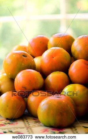 A Pile of Wet Red Tomatos Captured on a Kitchen Table. Solanum lycopersicon. View Large Photo Image Stock Image - A Pile of Wet Red Tomatos Captured on a Kitchen Table. Solanum lycopersicon.. Fotosearch
