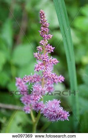 Stock Photo - A pink astilbe bloom beginning to open. Fotosearch