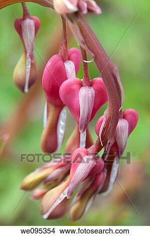 A pink bleeding heart about to bloom in Spring View Large Photo Image Picture - A pink bleeding heart about to bloom in Spring. Fotosearch