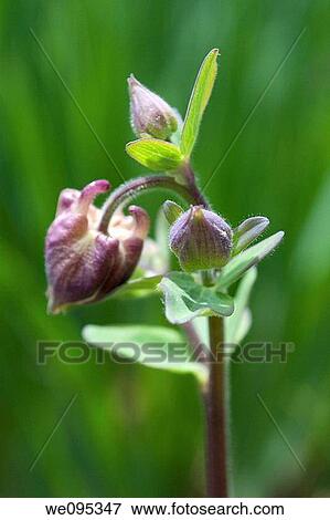 A pink Columbine bud about to open View Large Photo Image Stock Photo - A pink Columbine bud about to open. Fotosearch