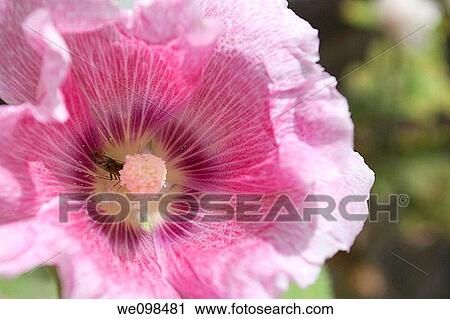 Stock Image - A pink Hollyhock flower with a visiting bug. Fotosearch