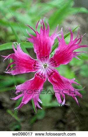 A pink Lovelyness Dianthus View Large Photo Image Stock Photo - A pink Lovelyness Dianthus. Fotosearch