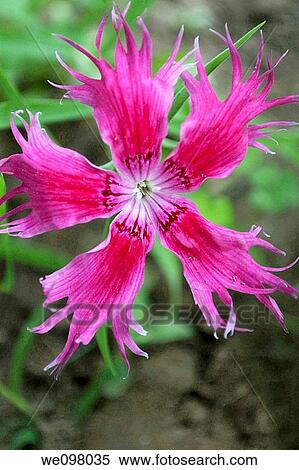 A pink Lovelyness Dianthus View Large Photo Image Stock Photography - A pink Lovelyness Dianthus. Fotosearch