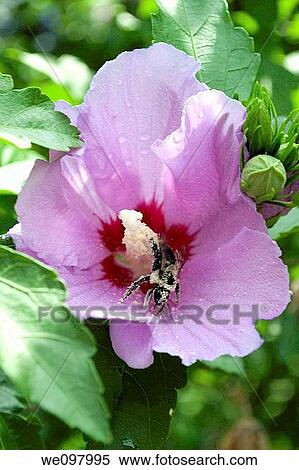 A pink Rose of Sharon bloom being visited by a pollen covered bee View Large Photo Image Stock Photography - A pink Rose of Sharon bloom being visited by a pollen covered bee. Fotosearch