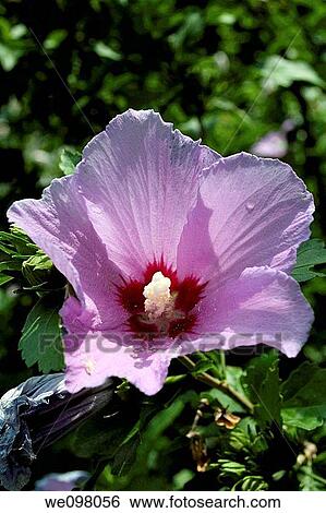 A pink Rose of Sharon bloom with a red center View Large Photo Image Stock Photograph - A pink Rose of Sharon bloom with a red center. Fotosearch