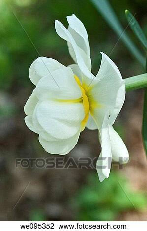 Stock Image - A profile of a white daffodil with a doubled trumpet and a gold center. Fotosearch