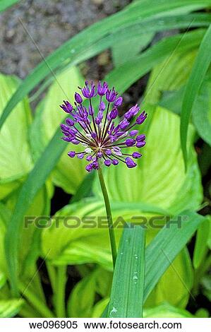 A purple allium in front of a gold hosta View Large Photo Image Stock Photography - A purple allium in front of a gold hosta. Fotosearch