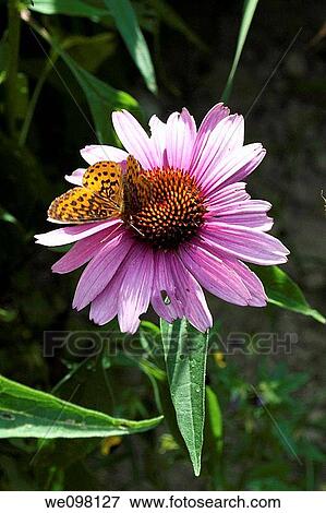 A Purple Coneflower with an orange and black butterfly View Large Photo Image Stock Photo - A Purple Coneflower with an orange and black butterfly. Fotosearch