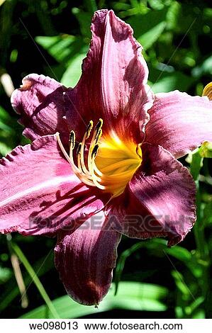 A purple perennial Daylily in bloom with a yellow eye View Large Photo Image Stock Image - A purple perennial Daylily in bloom with a yellow eye. Fotosearch