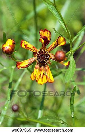 A Quills and Thrills Coreopsis in it's first bloom View Large Photo Image Stock Photo - A Quills and Thrills Coreopsis in it's first bloom. Fotosearch
