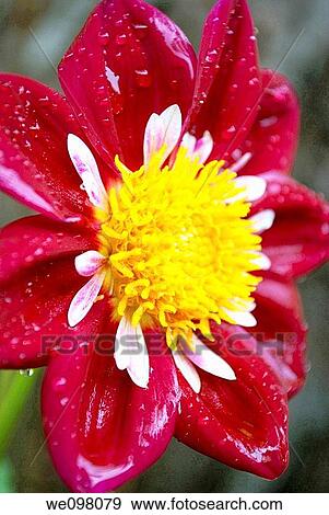 A rain spattered red Collerette Dahlia View Large Photo Image Stock Photo - A rain spattered red Collerette Dahlia. Fotosearch