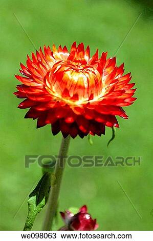 A red annual strawflower View Large Photo Image Stock Image - A red annual strawflower. Fotosearch