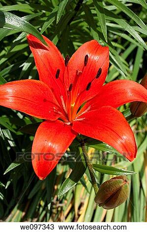 A red Asiatic Lily blossom View Large Photo Image Stock Image - A red Asiatic Lily blossom. Fotosearch