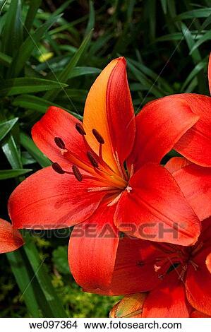 A red Asiatic Lily with one half orange petal View Large Photo Image Picture - A red Asiatic Lily with one half orange petal. Fotosearch