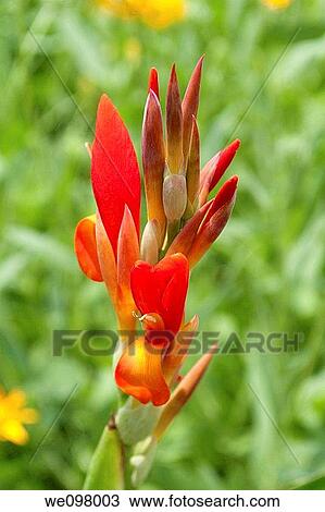 A Red Canna Bloom View Large Photo Image Stock Image - A Red Canna Bloom. Fotosearch