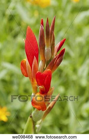 A Red Canna Bloom View Large Photo Image Stock Photo - A Red Canna Bloom. Fotosearch