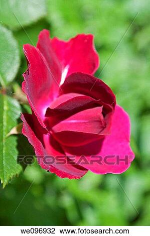 A red rose beginning to bloom View Large Photo Image Stock Image - A red rose beginning to bloom. Fotosearch