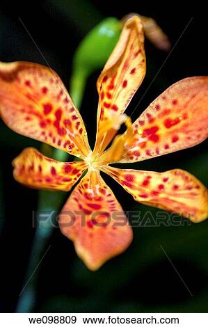 A red spotted Blackberry Lily with droplets View Large Photo Image Stock Photo - A red spotted Blackberry Lily with droplets. Fotosearch