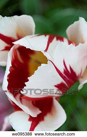 A red streaked white tulip from above View Large Photo Image Stock Photo - A red streaked white tulip from above. Fotosearch
